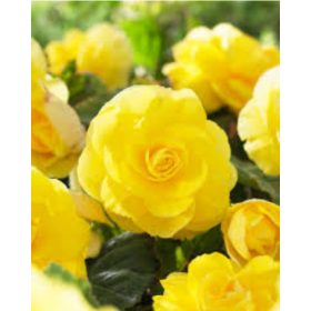 Begonie cu flori duble - galben (3 buc/pachet)