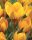 Bulbi crocus Dorothy