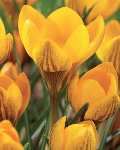 Bulbi crocus Dorothy