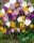 Bulbi crocus Mix