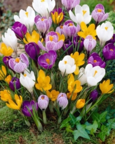 Bulbi crocus Mix