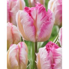 Bulbi lalele Parrot Pinkvision (5 buc/pachet)