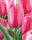 Bulbi lalele Pink Impression 