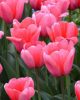 Bulbi lalele Pink Impression 