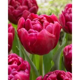 Bulbi lalele World Bowl (5 buc/pachet)