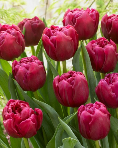 Bulbi lalele World Bowl (5 buc/pachet)