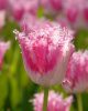Bulbi lalele Huis ten Bosch