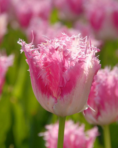 Bulbi lalele Huis ten Bosch