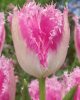 Bulbi lalele Huis ten Bosch