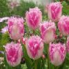 Bulbi lalele Huis ten Bosch