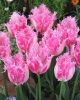 Bulbi lalele Huis ten Bosch