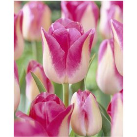 Bulbi lalele Infinity (5 buc/pachet)