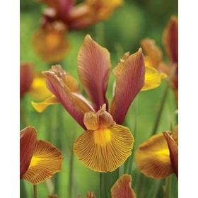 Bulbi Iris Hollandica Autumn Princess (10 buc/pachet)