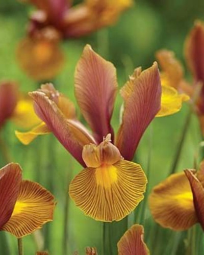 Bulbi Iris Hollandica Autumn Princess