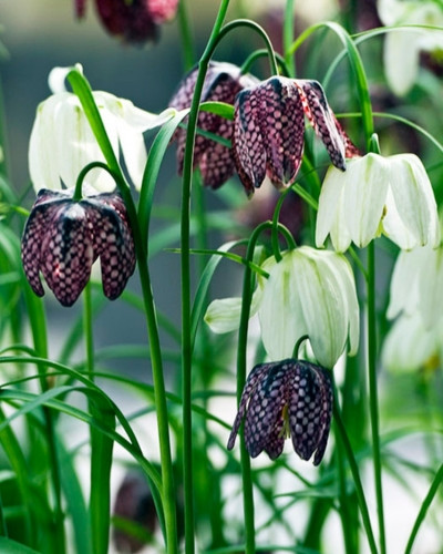 Bulbi Fritillaria Meleagris Mix 
