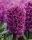Bulbi zambile Purple Sensation