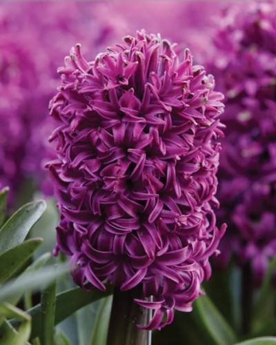 Bulbi zambile Purple Sensation