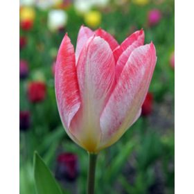 Bulbi lalele Flaming Purissima (5 buc/pachet)