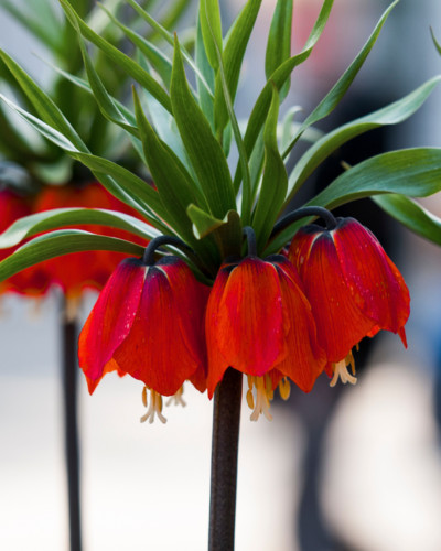 Laleaua Împăratului Fritillaria Imperialis Rubra