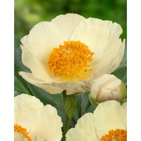 Moonrise (1 buc/pachet)