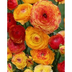   Piciorul Cocoșului Ranunculus Asiaticus Aviv Picotee Orange (10 buc/pachet)