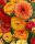 Piciorul Cocoșului Ranunculus Asiaticus Aviv Picotee Orange