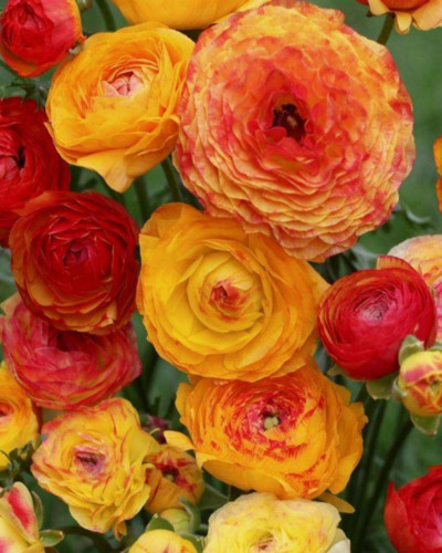 Piciorul Cocoșului Ranunculus Asiaticus Aviv Picotee Orange
