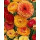Ázsiai Boglárka Ranunculus Asiaticus Aviv Picotee Orange (10 db/csomag)