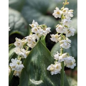 Convallaria majalis Prolificans