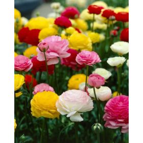   Ázsiai Boglárka Ranunculus Asiaticus Tomer  Mix (10 db/csomag)