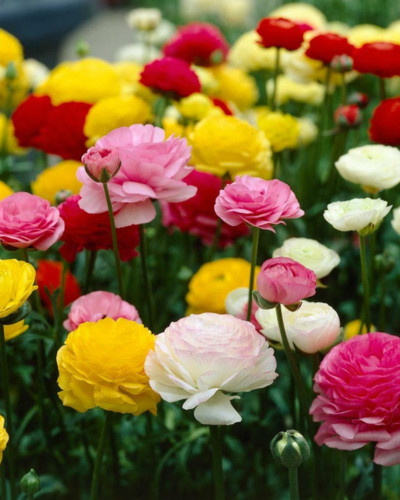 Piciorul Cocoșului Ranunculus Asiaticus Tomer Mix