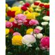Ázsiai Boglárka Ranunculus Asiaticus Tomer  Mix (10 db/csomag)