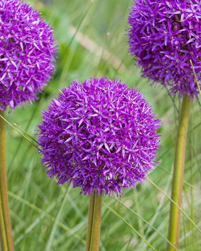 Ceapă decorativă Allium Purple Sensation
