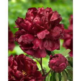 Francoise Ortegat (1 buc/pachet)