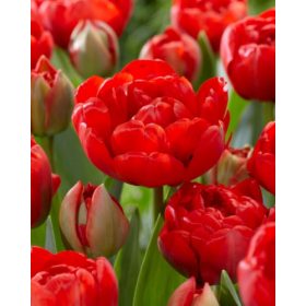 Bulbi lalele Miranda (5 buc/pachet)