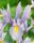 Bulbi Iris Hollandica Carmen
