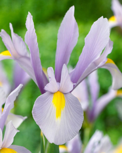 Bulbi Iris Hollandica Carmen