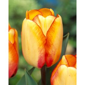 Bulbi lalele Beauty of Spring 