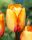 Bulbi lalele Beauty of Spring 