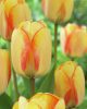 Bulbi lalele Beauty of Spring 