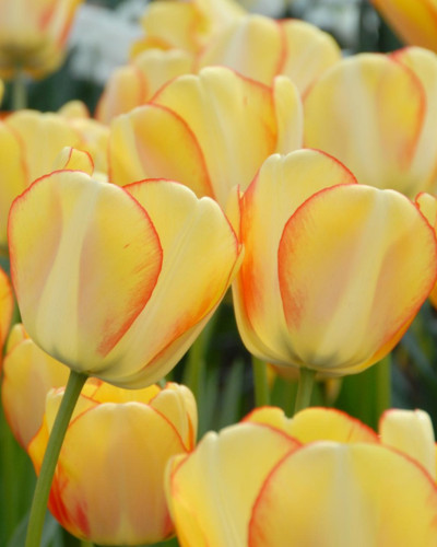 Bulbi lalele Beauty of Spring 