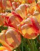 Bulbi lalele Beauty of Spring 