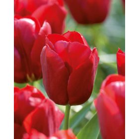 Bulbi lalele Seadov (5 buc/pachet)