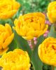 Bulbi lalele Yellow Pomponette 