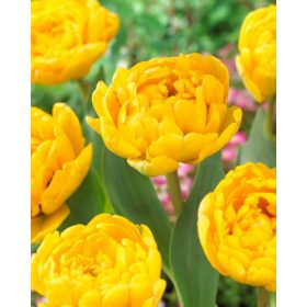 Bulbi lalele Yellow Pomponette (5 buc/pachet)