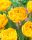 Bulbi lalele Yellow Pomponette 