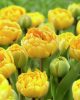 Bulbi lalele Yellow Pomponette 