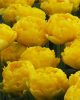 Bulbi lalele Yellow Pomponette 