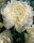 Duchesse de Nemours Select