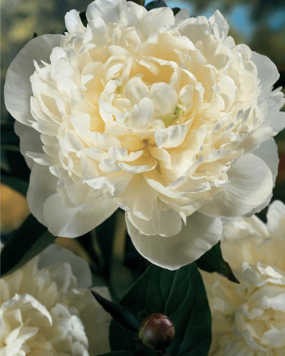 Duchesse de Nemours Select